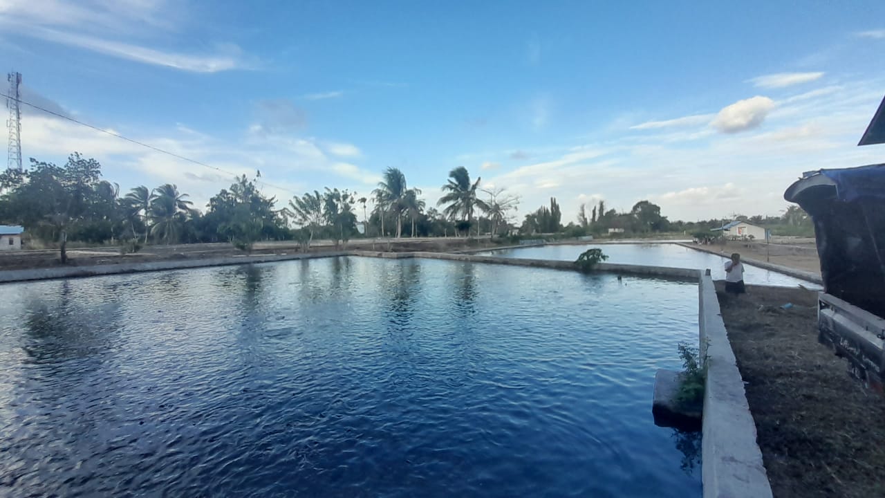 PEMBUDIDAYA TERLANJUR JUAL MURAH IKAN PATIN, PEMBERSIHAN SALURAN IRIGASI RIAM KANAN MALAH BATAL