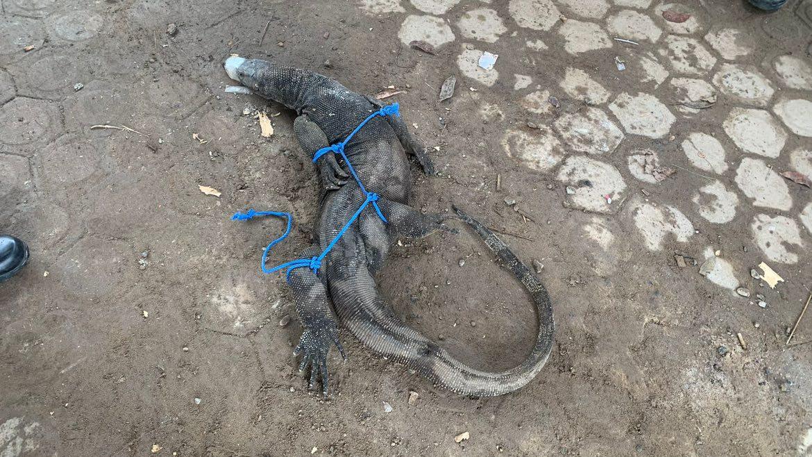 Biawak Masuk Halaman Sekolah, Petugas Damkar Banjar Lakukan Evakuasi