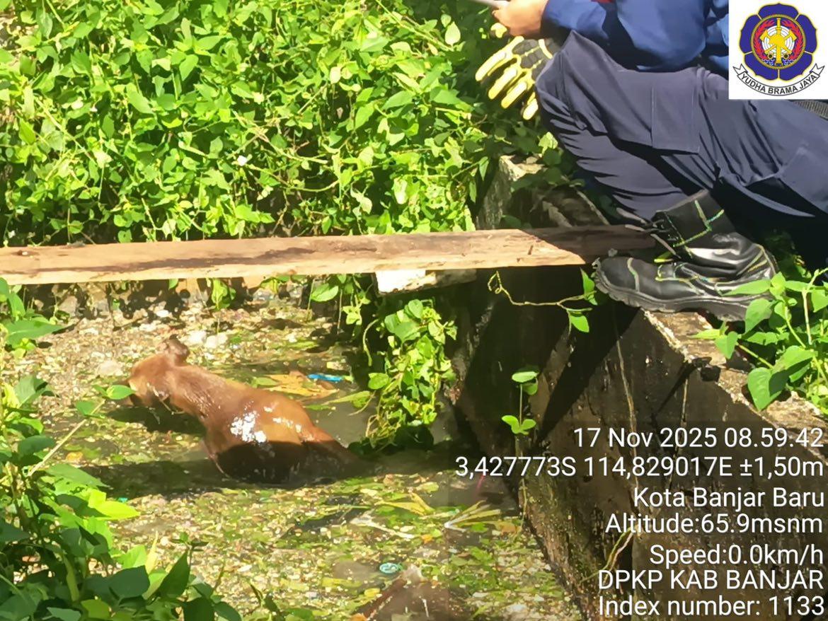 Damkar Banjar Evakuasi Anjing Terjebak di Kolam Pembuangan, Kepala Dinas: “Keselamatan Semua Makhluk Adalah Tanggung Jawab Kami”