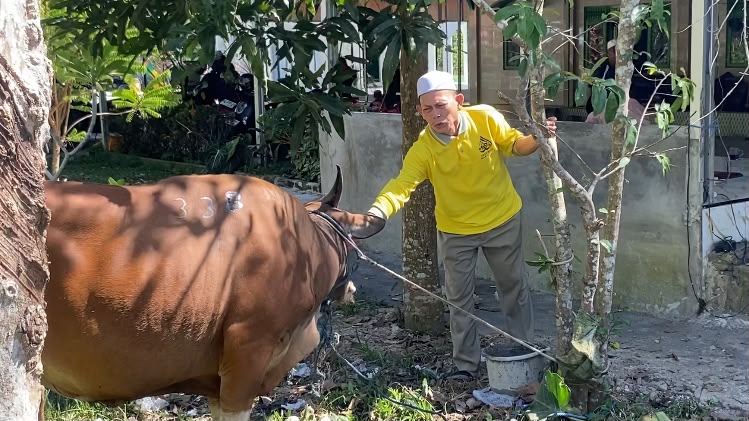 Jelang Haul Datu Bagul, Bupati Banjar Sumbang 1 Ekor Sapi.